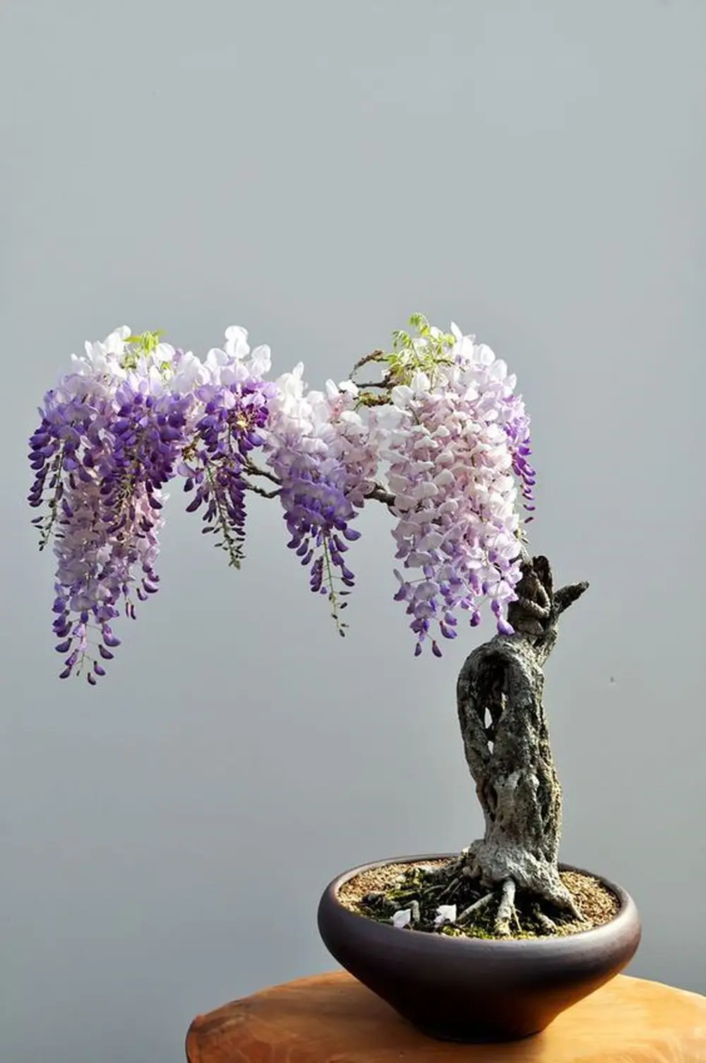 Kinh nghiệm trồng và chăm sóc hoa tử đằng 10 cây hoa tử đằng bonsai ra hoa đẹp