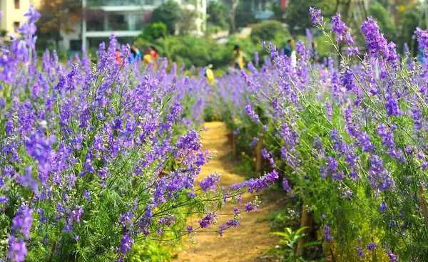 Cách trồng hoa violet tinh khôi 8 lối đi vào nhà vườn trồng hoa violet