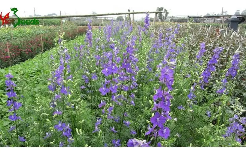 Cách trồng hoa violet tinh khôi 2 khu vườn hoa violet nở rộ trước vườn