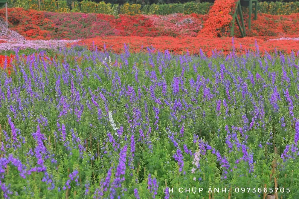 Cách trồng hoa violet tinh khôi 10 thung lũng hoa violet