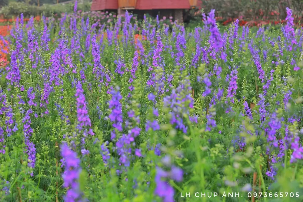 Cách trồng hoa violet tinh khôi 9 khu vườn hoaviloet trong mơ của nhiều người