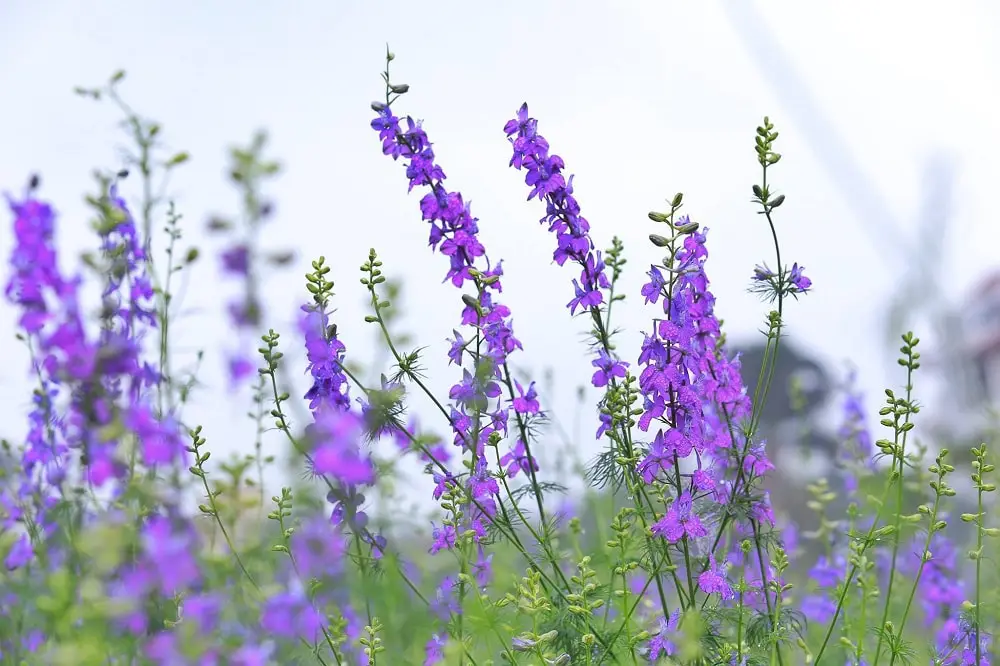 Cách trồng hoa violet tinh khôi 5 hoa violet mang vẻ đẹp riêng