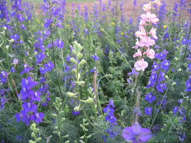 Cách trồng hoa violet tinh khôi 3 những cây hoa violet thi nhau đua nở