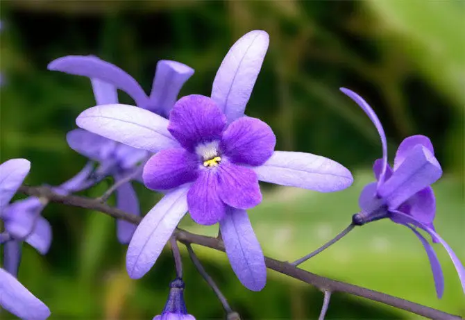 Cách trồng hoa violet tinh khôi 1 ngắm nhìn những bông hoa violet