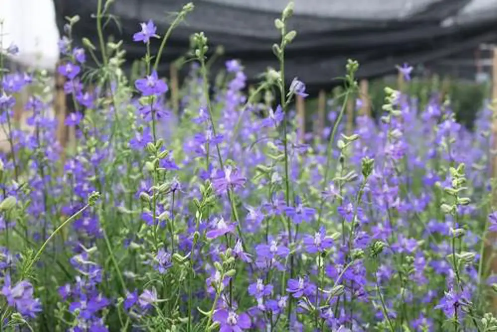 Cách trồng hoa violet tinh khôi 7 ngắn nhìn những bông hoa violet màu tim