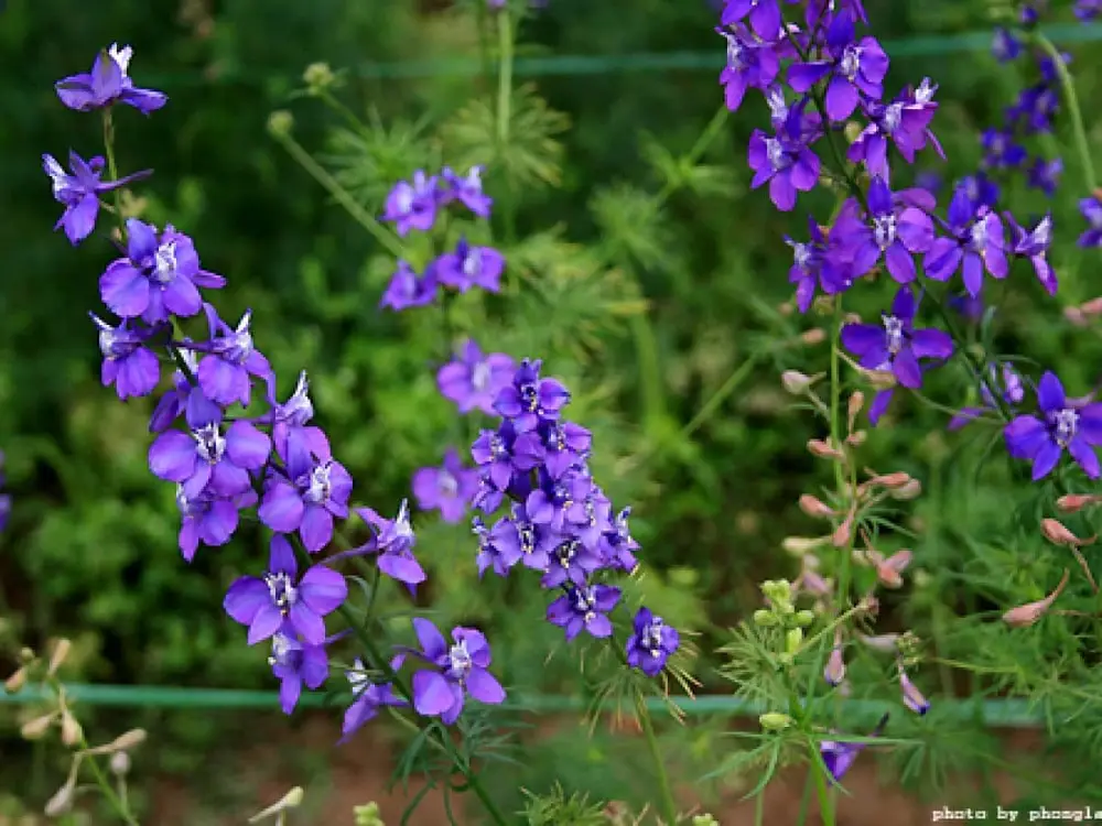Cách trồng hoa violet tinh khôi 4 ngắm nhìn những bông hoa violet