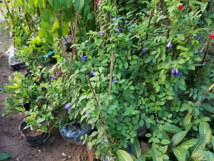 kỹ thuật chăm sóc Cây đậu biếc đơn giản 1 Cây đậu biếc