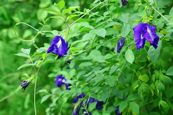 kỹ thuật chăm sóc Cây đậu biếc đơn giản 5 CHĂM SÓC CÂY HOA ĐẬU BIẾC