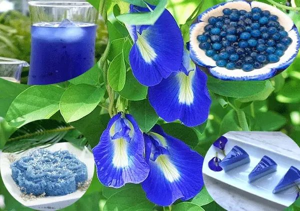kỹ thuật chăm sóc Cây đậu biếc đơn giản 7 CÔNG DỤNG CỦA HOA ĐẬU BIẾC