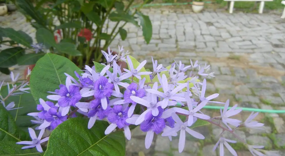Chăm sóc Cây hoa mai xanh tuyệt đẹp 8 Chăm sóc Cây hoa mai xanh tuyệt đẹp