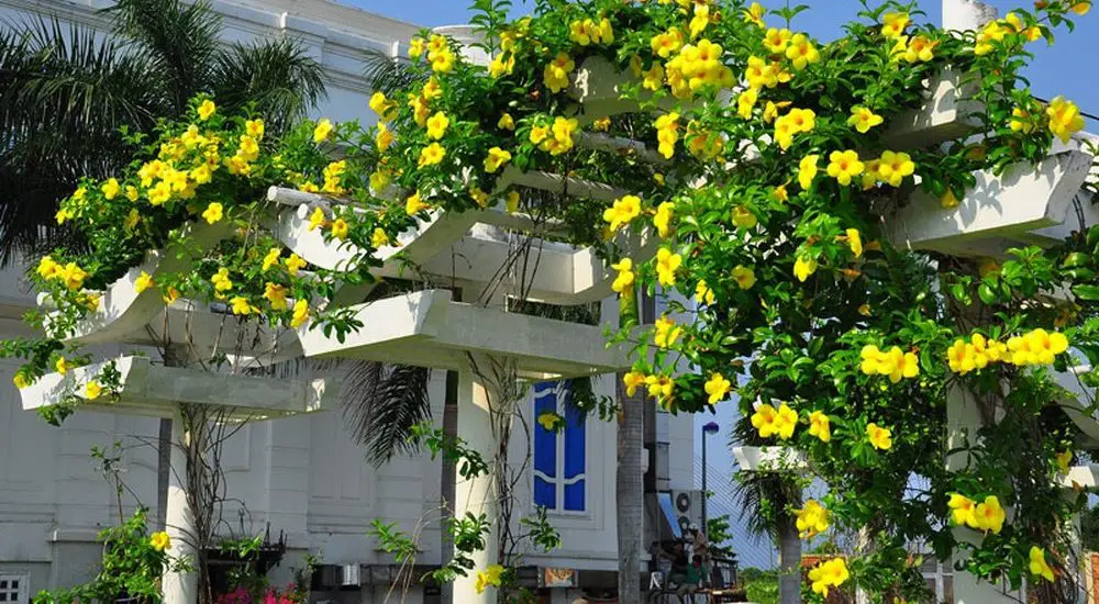 Chăm sóc cây huỳnh anh đẹp nhất 1 cây huỳnh anh