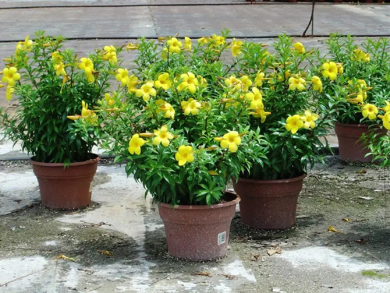 Chăm sóc cây huỳnh anh đẹp nhất 2 vẻ đẹp cây huỳnh anh