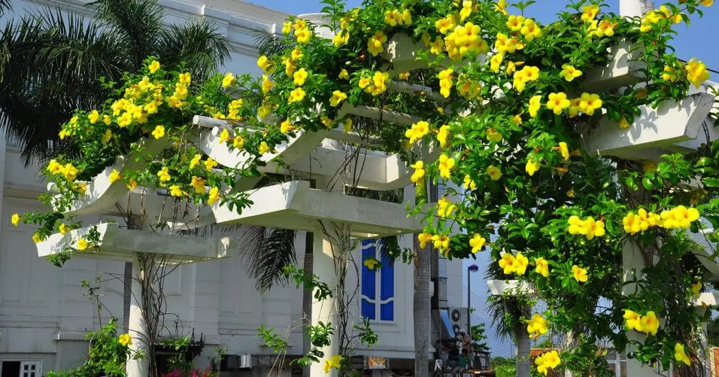 Chăm sóc cây huỳnh anh đẹp nhất 6 CHĂM SÓC CÂY HUỲNH ANH