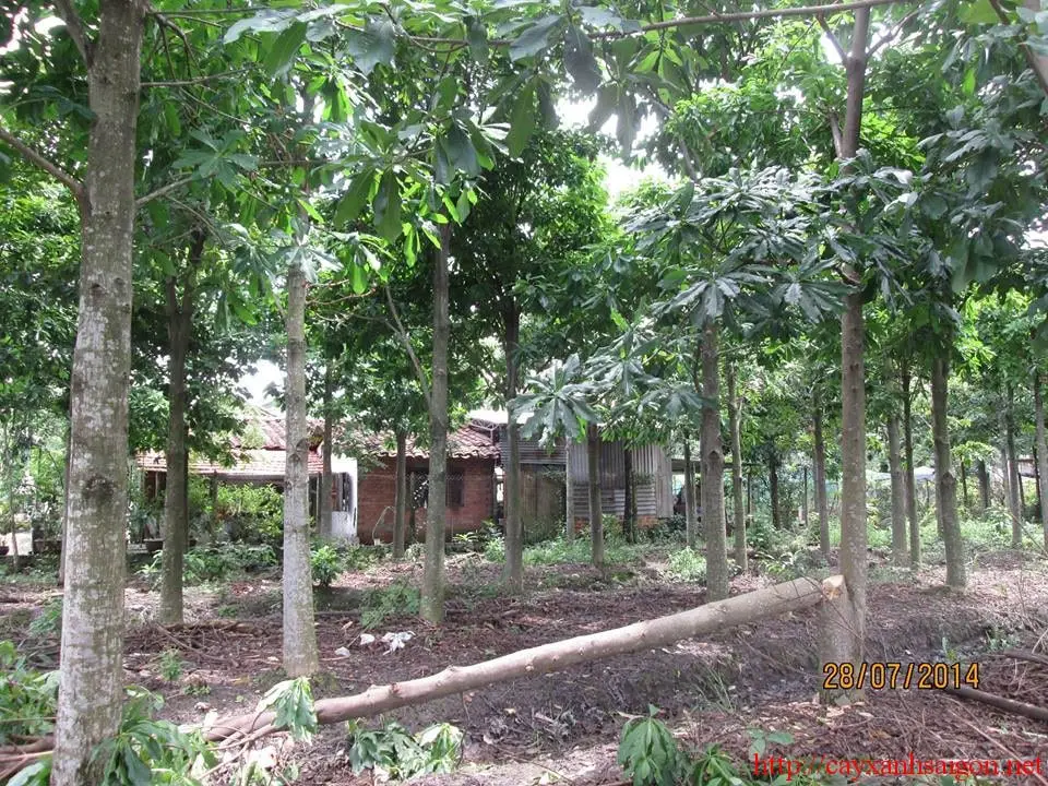 Cây ngọc kỳ lân trong phật giáo 3 những cây ngọc kỳ lân phát triển trong khu vườn