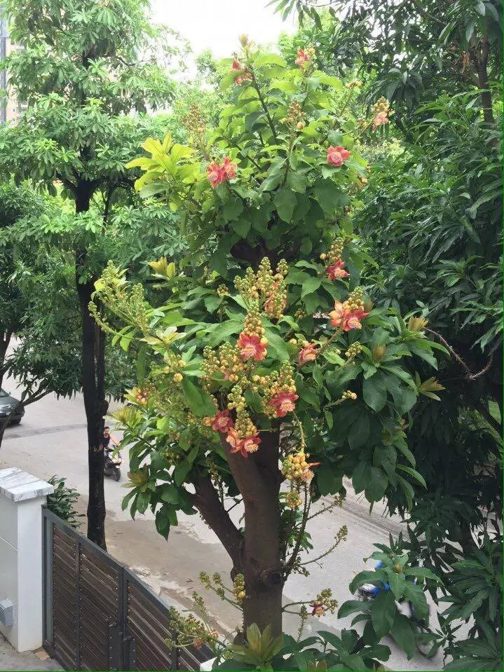 Cây ngọc kỳ lân trong phật giáo 8 những cây ngọc kỳ lân mới ra hoa