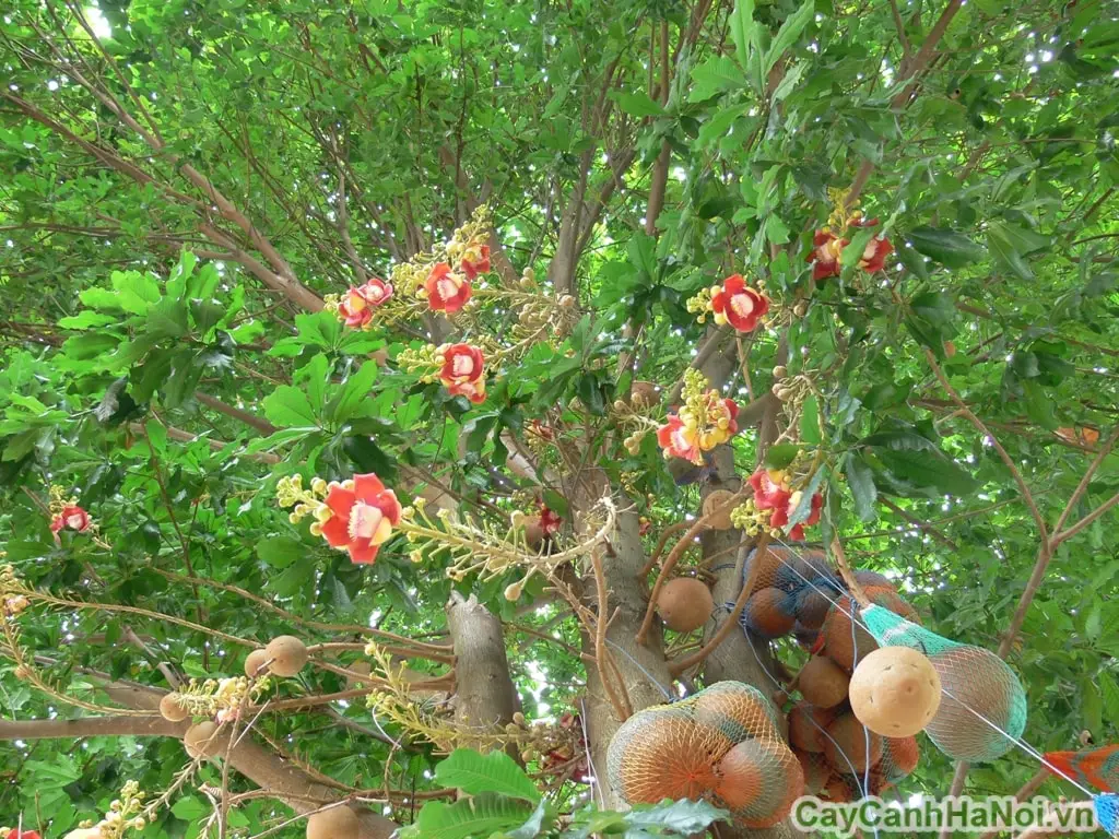 Cây ngọc kỳ lân trong phật giáo 2 Cách chăm sóc cây ngọc kỳ lân
