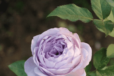 Kỹ thuật trồng cây hoa hồng bụi Thạch lam