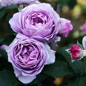 Kỹ thuật trồng cây hoa hồng bụi Thạch lam ấn tượng, vẻ đẹp quyễn rũ