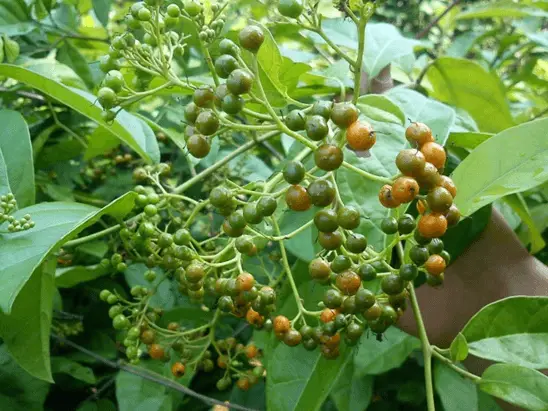 Những tác dụng đặc biệt của cây xạ đen giúp chữa và phòng ung thư 8 cay xa den 1 min