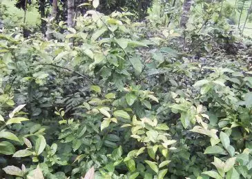 Những tác dụng đặc biệt của cây xạ đen giúp chữa và phòng ung thư 7 cây xạ đen rất tốt cho sức khỏe mỗi người