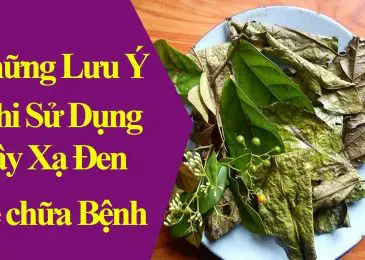 Những tác dụng đặc biệt của cây xạ đen giúp chữa và phòng ung thư 5 Những hạn chế khi cần tránh khi sử dụng cây xạ đen