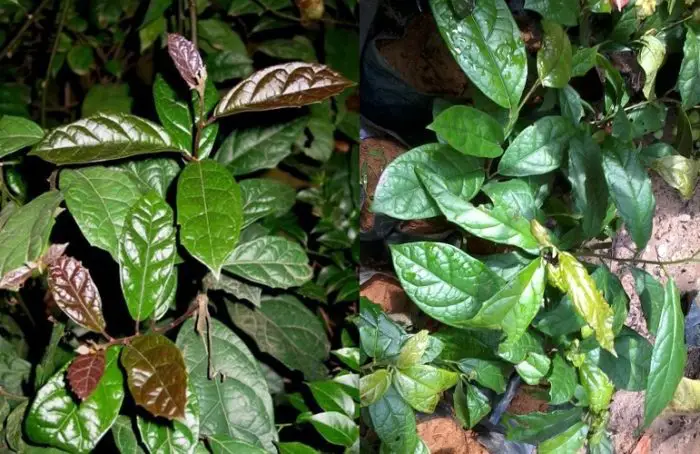 Những tác dụng đặc biệt của cây xạ đen giúp chữa và phòng ung thư 4 Cây xạ đen giúp Mát gan, giải độc