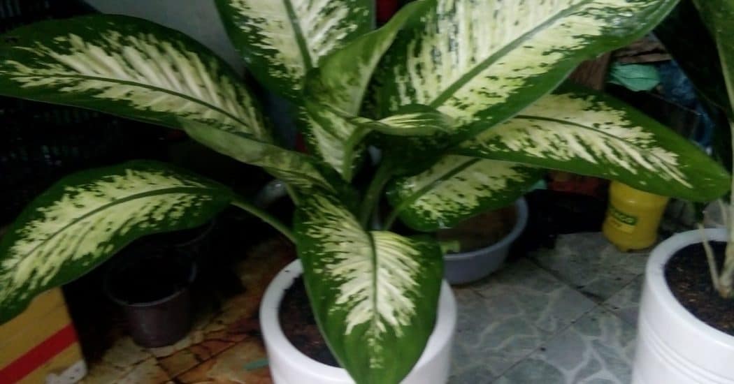 Cách chăm sóc cây lan thanh-Thành tài đỗ đạt 5 những chậu cây lan thanh phát triển quanh năm