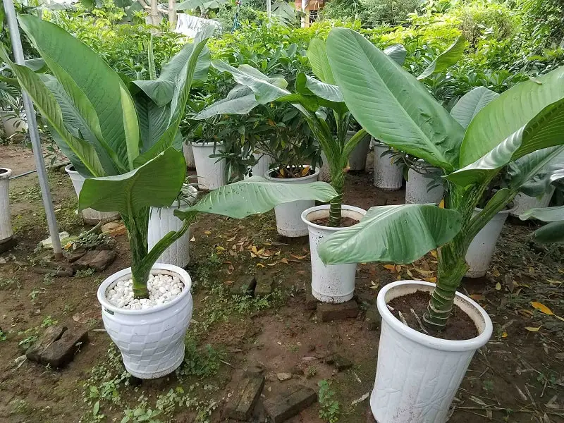 Trồng và chăm sóc cây đại phú gia- Thanh lọc không khí 2 những chậu cây đại phú gia phát triển trong vườn