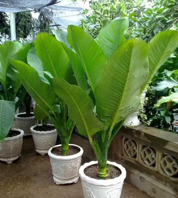 Trồng và chăm sóc cây đại phú gia- Thanh lọc không khí 4 cây đại phú gia tốt tươi