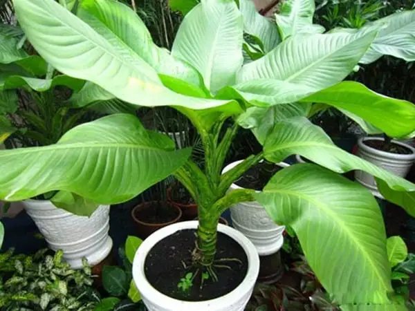 Trồng và chăm sóc cây đại phú gia- Thanh lọc không khí 5 cây đại phú gia mang đến khu vườn đẹp
