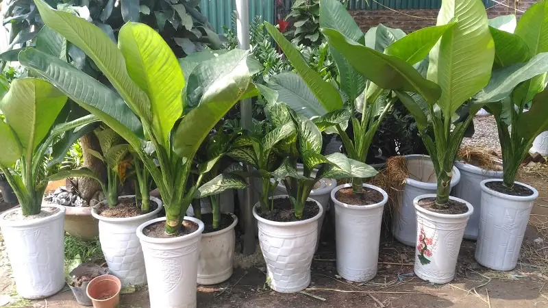 Trồng và chăm sóc cây đại phú gia- Thanh lọc không khí 8 cây đại phú gia, ra hoa và phát triển