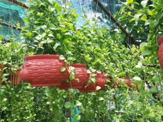 Cách chăm sóc cây đô la-Cây mang tiền tài-tài lộc 1 cay do la 2 min
