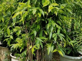 Chăm sóc cây trúc nhật - Cây cảnh phong thủy trong nhà 1 cay truc nhat 4 1 1050x550 min