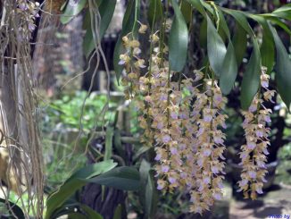 hoa lan giang huong 2