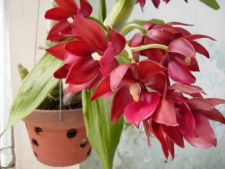 Cách chăm sóc hoa lan thiên nga- đẹp nhất vườn 8 hoa lan thien nga 3