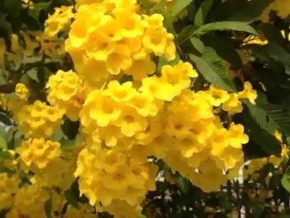 Cách trồng và chăm sóc cây chuông vàng 5 cay chuong vang 7