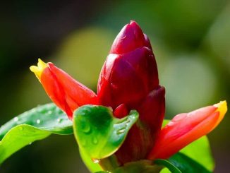 Kỹ thuật chăm sóc cây Phúc Lộc Thọ 1 cay phuc loc tho 5