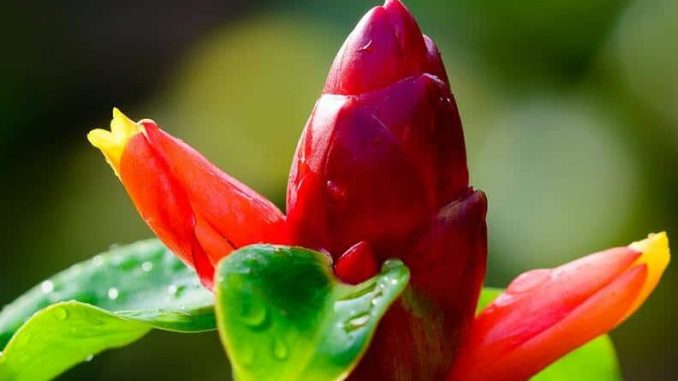 cay-phuc-loc-tho (5)