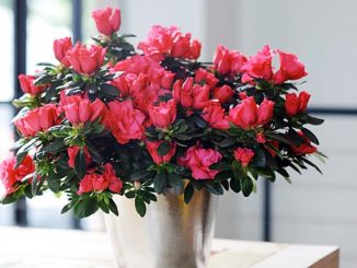 kỹ thuật trồng và chăm sóc hoa Đỗ Quyên trên chậu 8 hoa do quyen 2