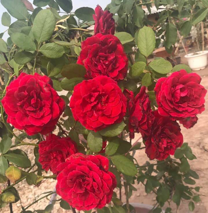 hoa hồng cổ hải phòng