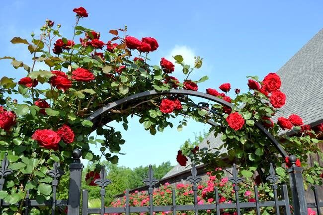 hoa hồng leo cổ hải phòng làm giàn leo trước cổng