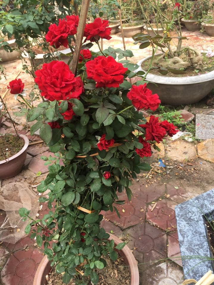 đặc điểm của hoa hồng cổ hải phòng
