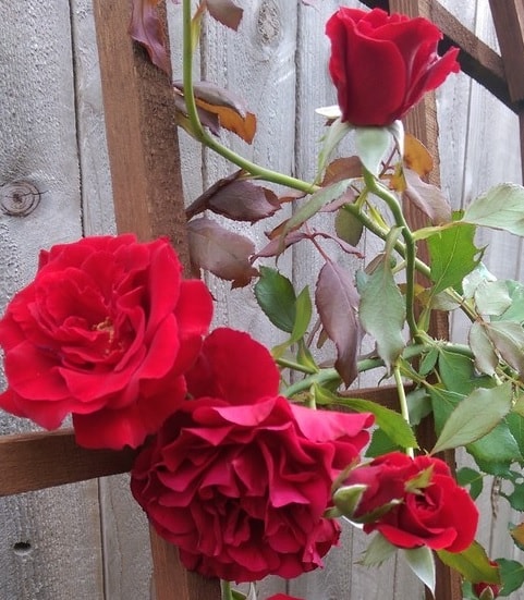 giàn cho hoa hồng cổ hải phòng