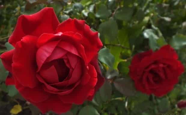 cách làm giàn cho hoa hồng cổ 