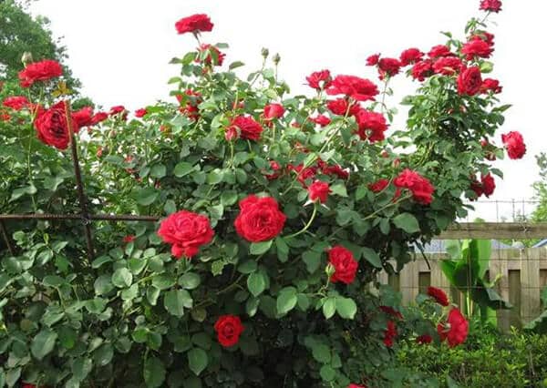 nguồn gốc hoa hồng cổ hải phòng