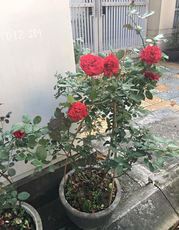 đặc điểm của hoa hồng cổ hải phòng