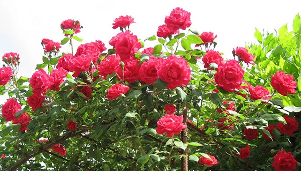 cách trồng hoa hồng cổ hải phòng