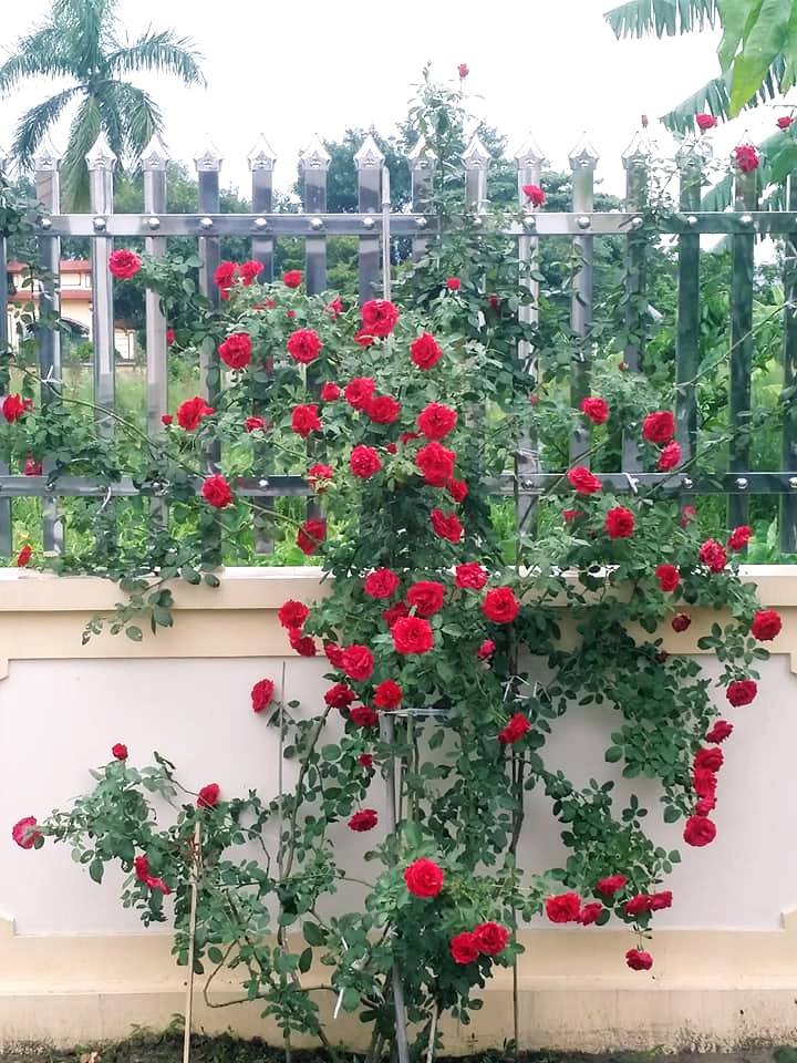 hoa hồng cổ hải phòng leo bờ tường