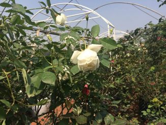Cách trồng và chăm sóc hoa hồng cổ Nam Định 10 hoa hong co nam dinh 6 1
