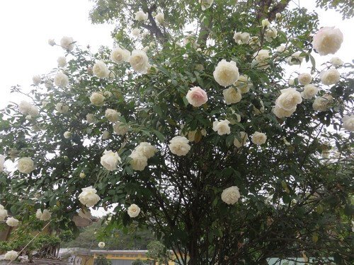 Cách trồng và chăm sóc hoa hồng cổ Nam Định